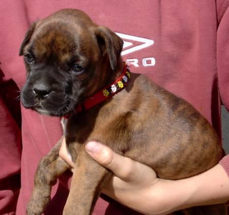 chiot patty