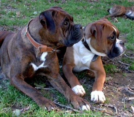 vanille et Chups
