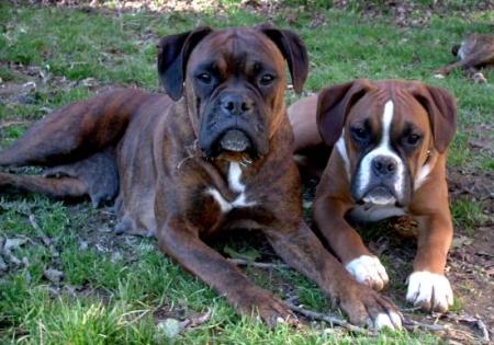 vanille et Chups