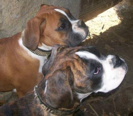 chupa et chups